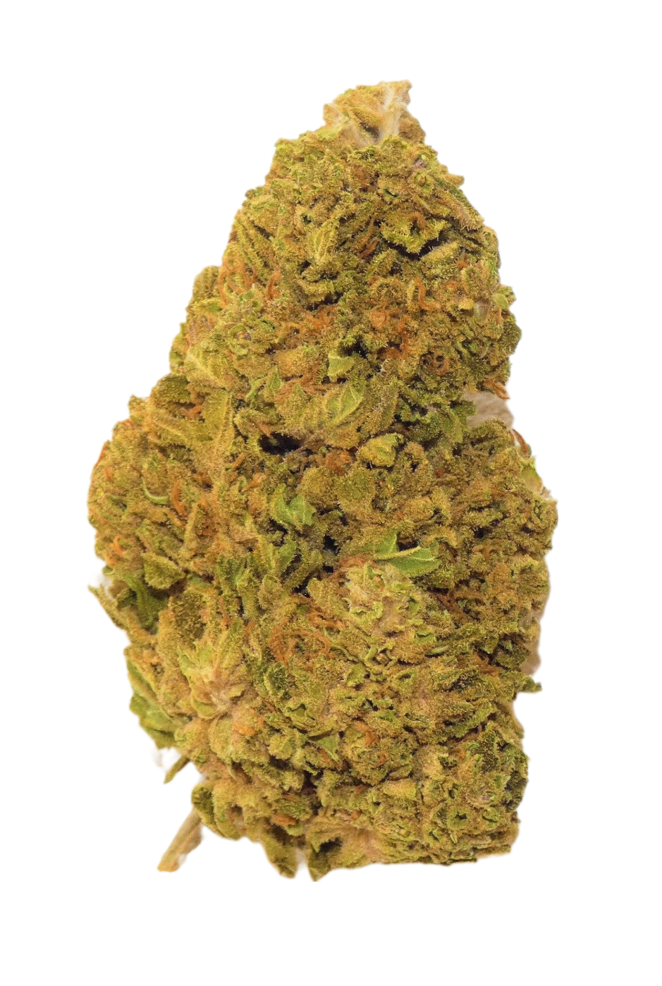 Orange Bud